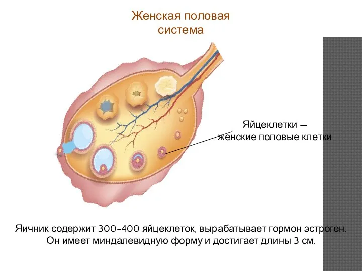 Женская половая система Яичник содержит 300-400 яйцеклеток, вырабатывает гормон эстроген. Он имеет