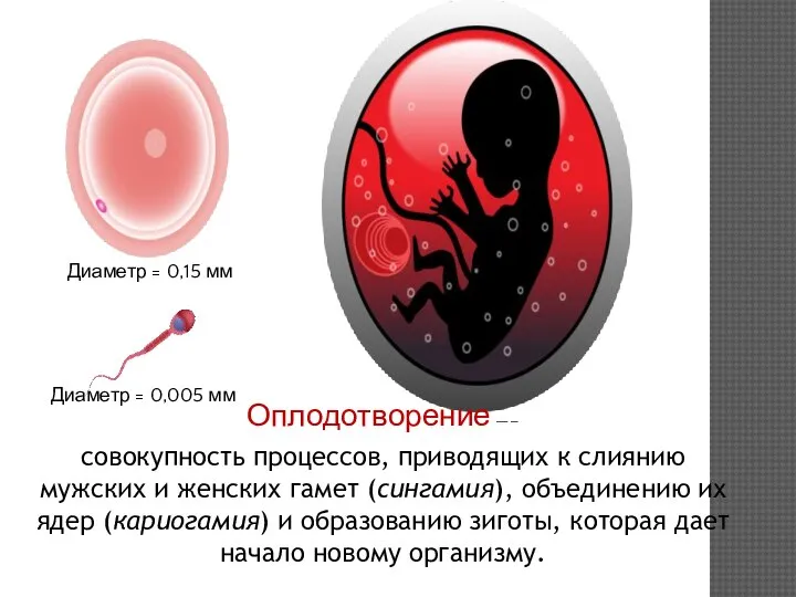 Диаметр = 0,15 мм Диаметр = 0,005 мм Оплодотворение —– совокупность процессов,