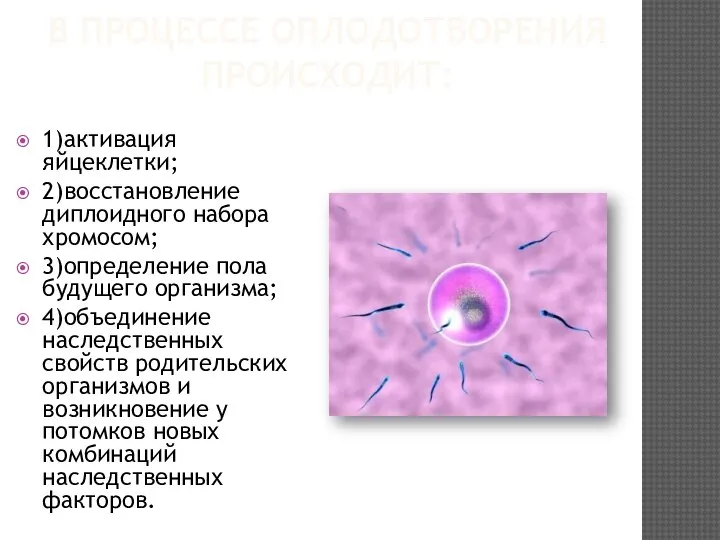 В ПРОЦЕССЕ ОПЛОДОТВОРЕНИЯ ПРОИСХОДИТ: 1)активация яйцеклетки; 2)восстановление диплоидного набора хромосом; 3)определение пола