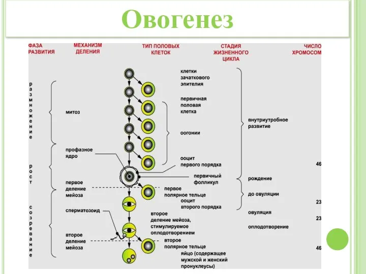 Овогенез