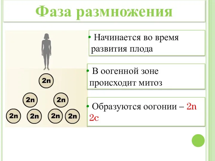 В оогенной зоне происходит митоз Начинается во время развития плода Образуются оогонии