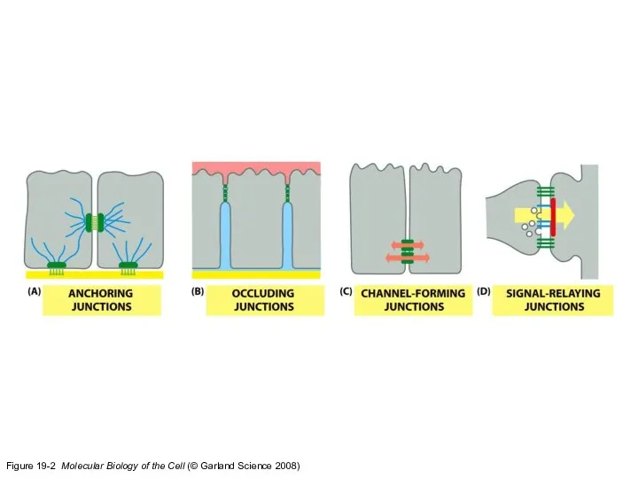 Figure 19-2 Molecular Biology of the Cell (© Garland Science 2008)