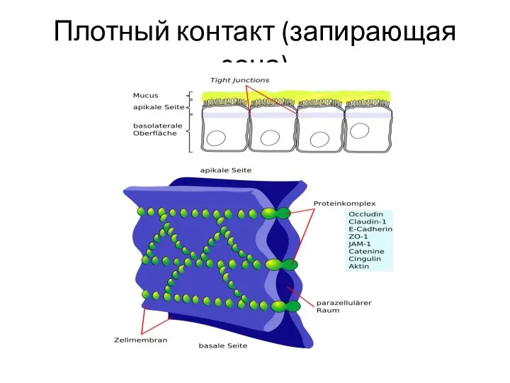 Плотный контакт (запирающая зона)