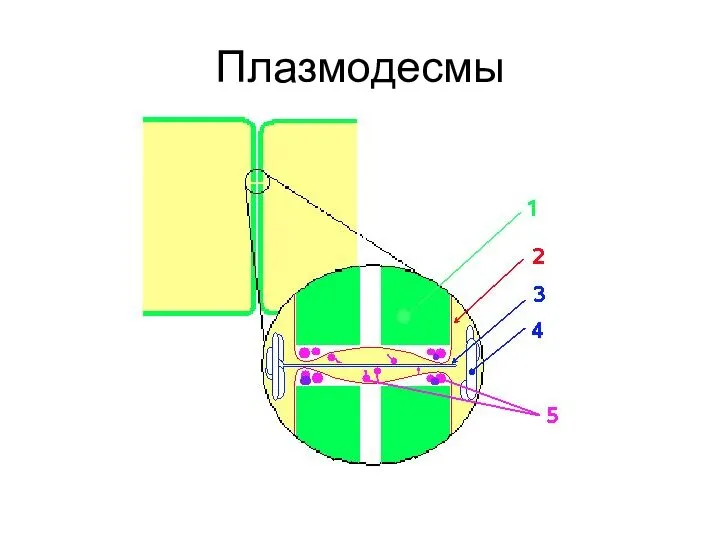 Плазмодесмы