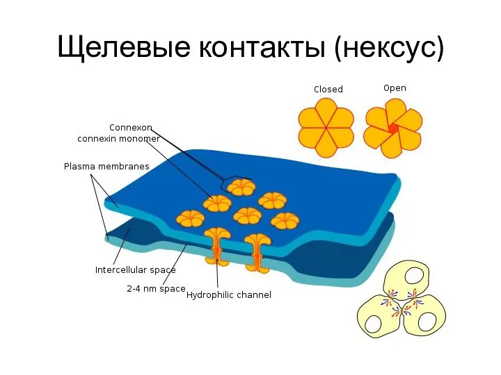 Щелевые контакты (нексус)