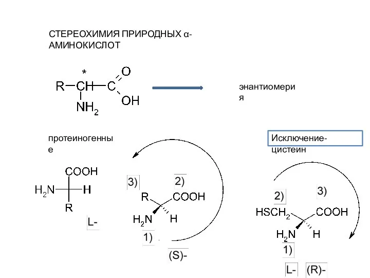 СТЕРЕОХИМИЯ ПРИРОДНЫХ α-АМИНОКИСЛОТ энантиомерия протеиногенные Исключение- цистеин