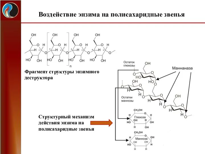 Воздействие энзима на полисахаридные звенья Фрагмент структуры энзимного деструктора Структурный механизм действия энзима на полисахаридные звенья
