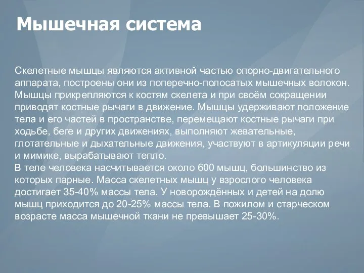 Мышечная система Скелетные мышцы являются активной частью опорно-двигательного аппарата, построены они из