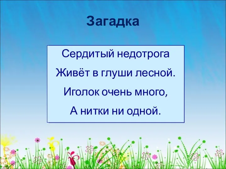 Загадка Сердитый недотрога Живёт в глуши лесной. Иголок очень много, А нитки ни одной.