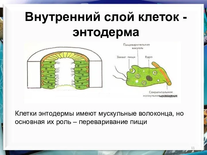 Внутренний слой клеток - энтодерма Клетки энтодермы имеют мускульные волоконца, но основная