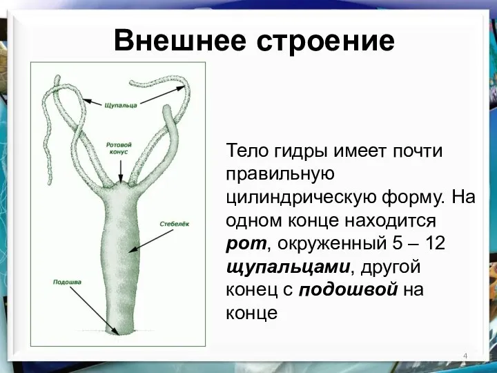 Внешнее строение Тело гидры имеет почти правильную цилиндрическую форму. На одном конце