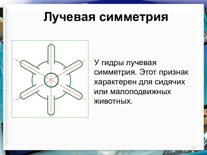 Лучевая симметрия У гидры лучевая симметрия. Этот признак характерен для сидячих или малоподвижных животных.