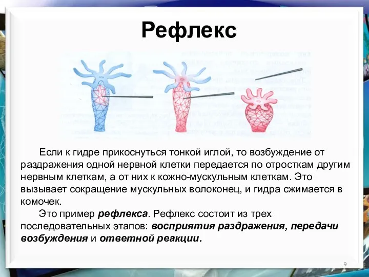 Рефлекс Если к гидре прикоснуться тонкой иглой, то возбуждение от раздражения одной