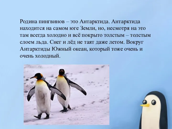 Родина пингвинов – это Антарктида. Антарктида находится на самом юге Земли, но,