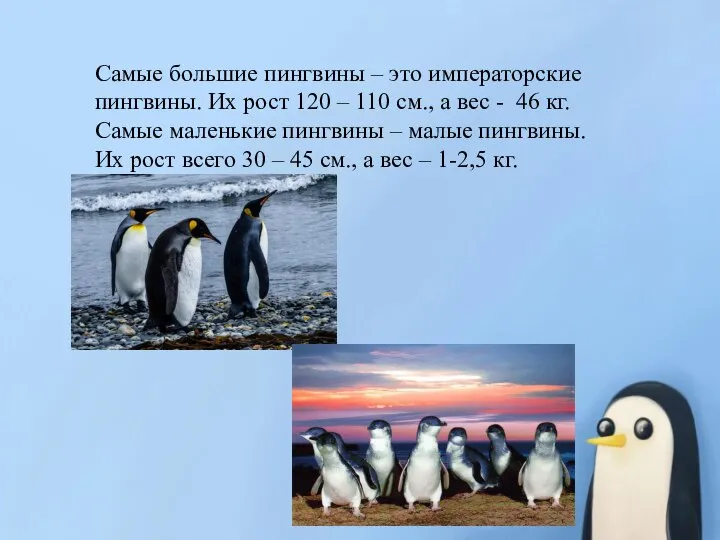 Самые большие пингвины – это императорские пингвины. Их рост 120 – 110