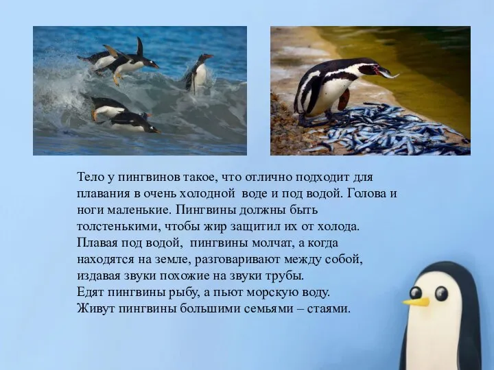Тело у пингвинов такое, что отлично подходит для плавания в очень холодной