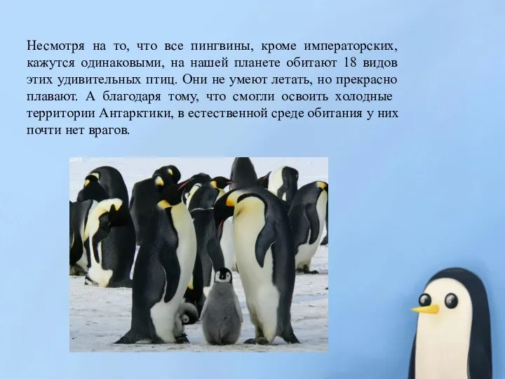 Несмотря на то, что все пингвины, кроме императорских, кажутся одинаковыми, на нашей