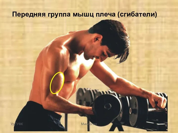 Передняя группа мышц плеча (сгибатели) УрГУФК Миология
