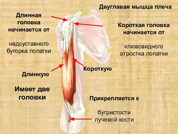 Двуглавая мышца плеча Короткую Длинная головка начинается от надсуставного бугорка лопатки Короткая