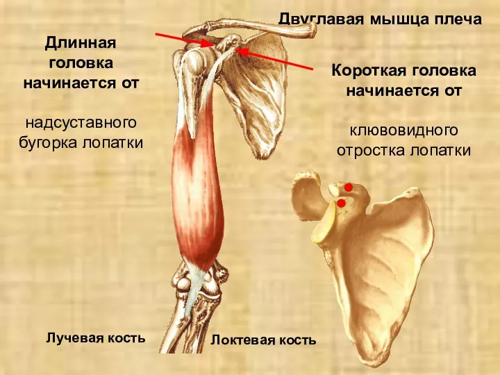 Двуглавая мышца плеча Длинная головка начинается от надсуставного бугорка лопатки Короткая головка