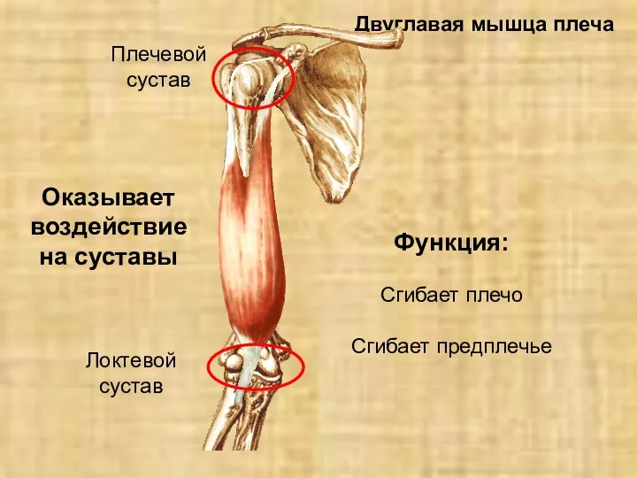 Двуглавая мышца плеча Оказывает воздействие на суставы Плечевой сустав Локтевой сустав Функция: Сгибает плечо Сгибает предплечье