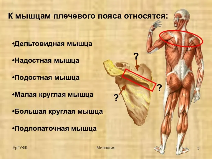 К мышцам плечевого пояса относятся: Дельтовидная мышца Надостная мышца Подостная мышца Малая