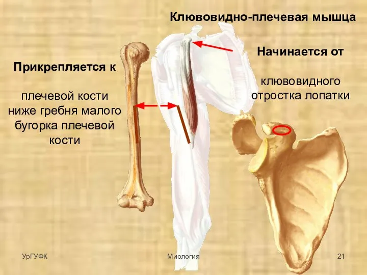 Клювовидно-плечевая мышца Начинается от клювовидного отростка лопатки Прикрепляется к плечевой кости ниже