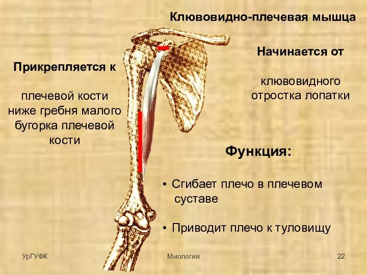 Клювовидно-плечевая мышца Начинается от клювовидного отростка лопатки Прикрепляется к плечевой кости ниже