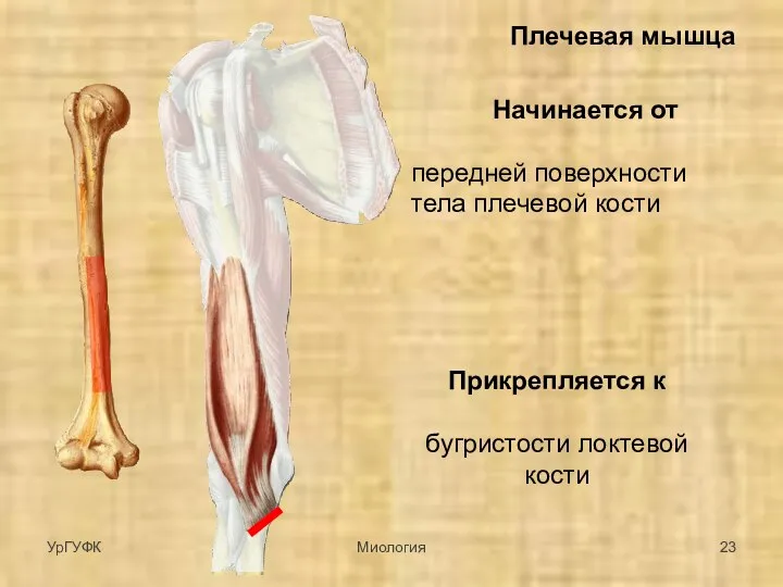 Плечевая мышца Начинается от передней поверхности тела плечевой кости Прикрепляется к бугристости локтевой кости УрГУФК Миология