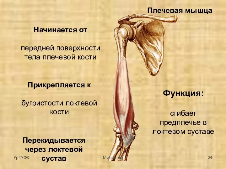 Плечевая мышца Начинается от передней поверхности тела плечевой кости Прикрепляется к бугристости