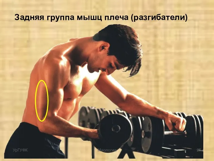 Задняя группа мышц плеча (разгибатели) УрГУФК Миология