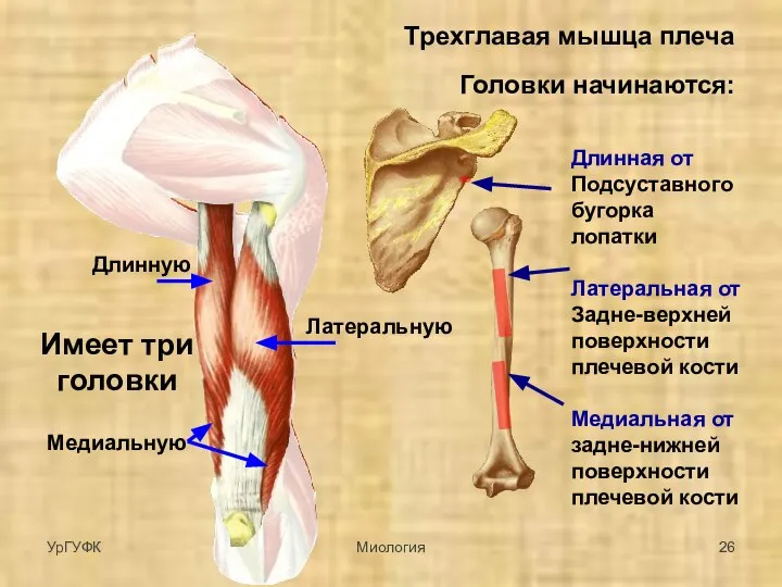 Трехглавая мышца плеча Имеет три головки Медиальную Длинную Латеральную Головки начинаются: Длинная