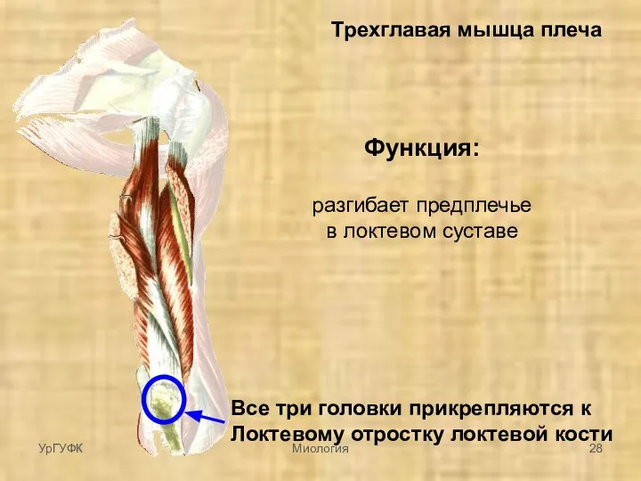 Трехглавая мышца плеча Все три головки прикрепляются к Локтевому отростку локтевой кости