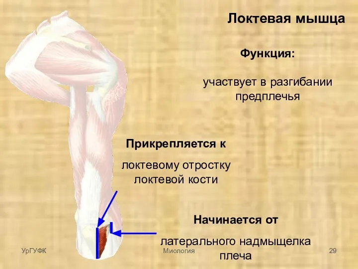 Локтевая мышца Начинается от латерального надмыщелка плеча Прикрепляется к локтевому отростку локтевой