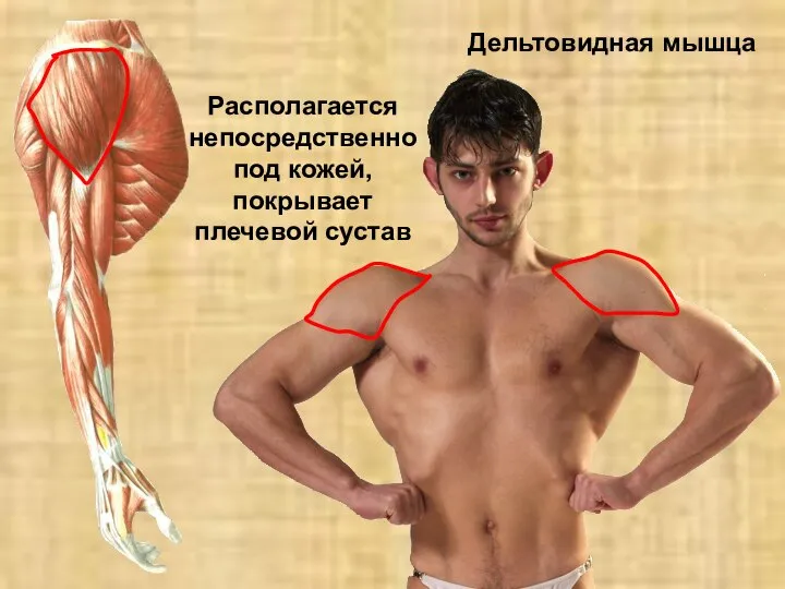 Дельтовидная мышца Располагается непосредственно под кожей, покрывает плечевой сустав