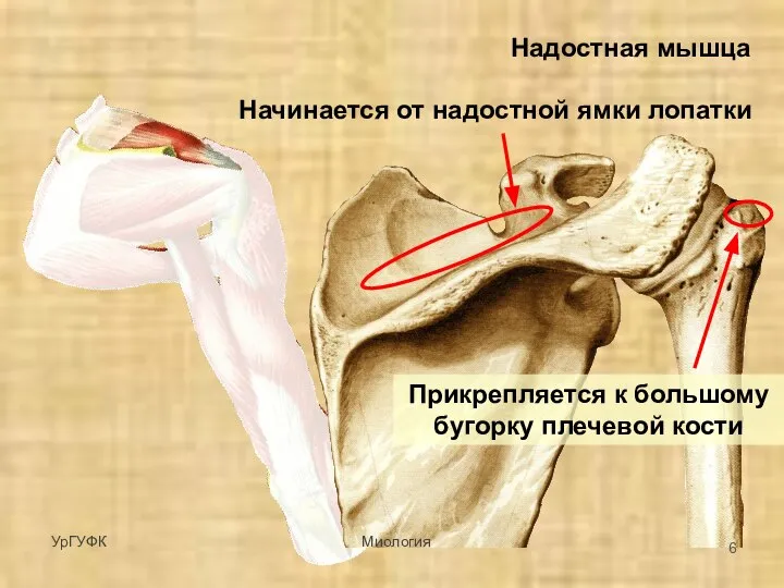 Надостная мышца Начинается от надостной ямки лопатки Прикрепляется к большому бугорку плечевой кости УрГУФК Миология
