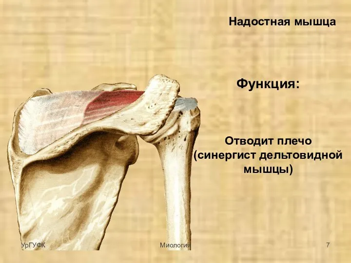 Надостная мышца Функция: Отводит плечо (синергист дельтовидной мышцы) УрГУФК Миология