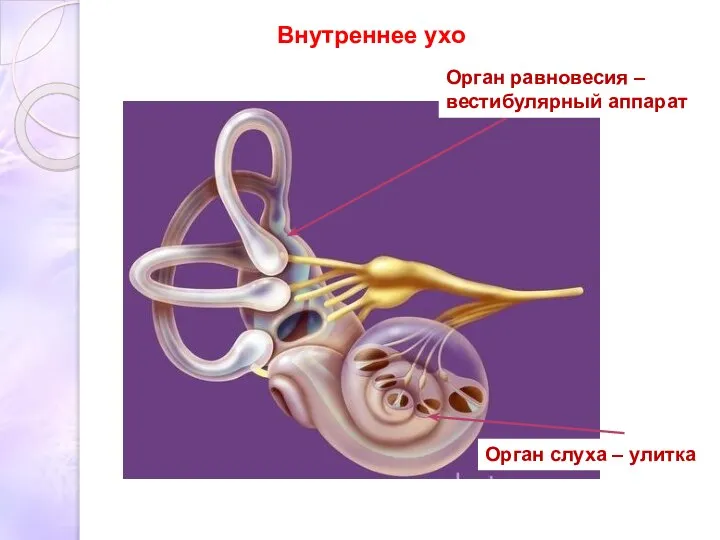 Внутреннее ухо Орган слуха – улитка Орган равновесия –вестибулярный аппарат