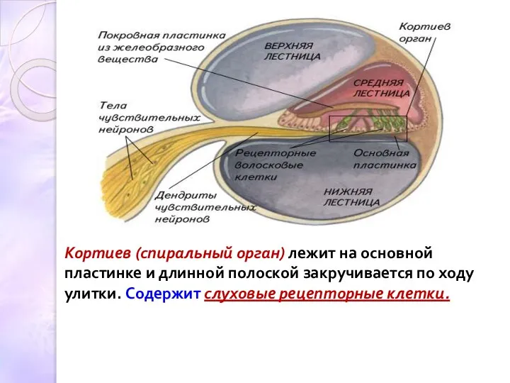 Кортиев (спиральный орган) лежит на основной пластинке и длинной полоской закручивается по