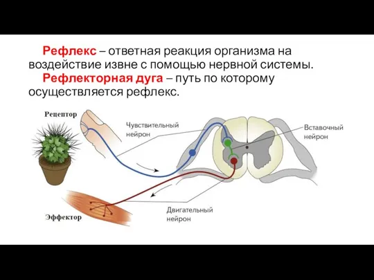 Рефлекс – ответная реакция организма на воздействие извне с помощью нервной системы.