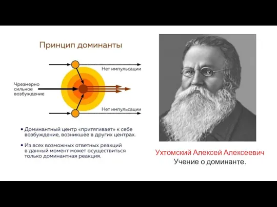 Ухтомский Алексей Алексеевич Учение о доминанте.