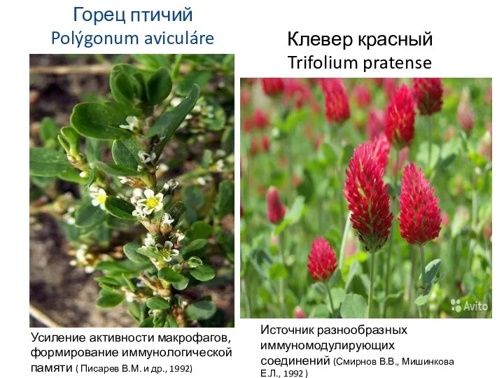 Клевер красный Trifolium pratense Горец птичий Polýgonum aviculáre Источник разнообразных иммуномодулирующих соединений