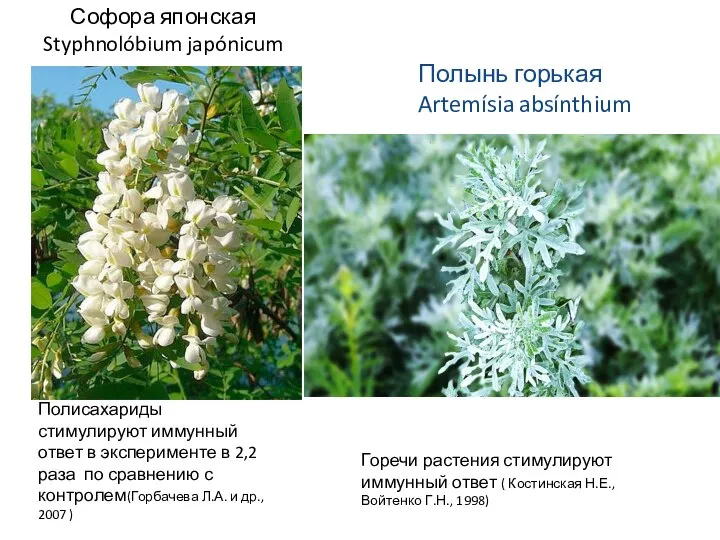 Софора японская Styphnolóbium japónicum Полынь горькая Artemísia absínthium Полисахариды стимулируют иммунный ответ