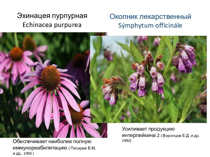 Эхинацея пурпурная Echinacea purpurea Окопник лекарственный Sýmphytum officinále Усиливает продукцию интерлейкина 2