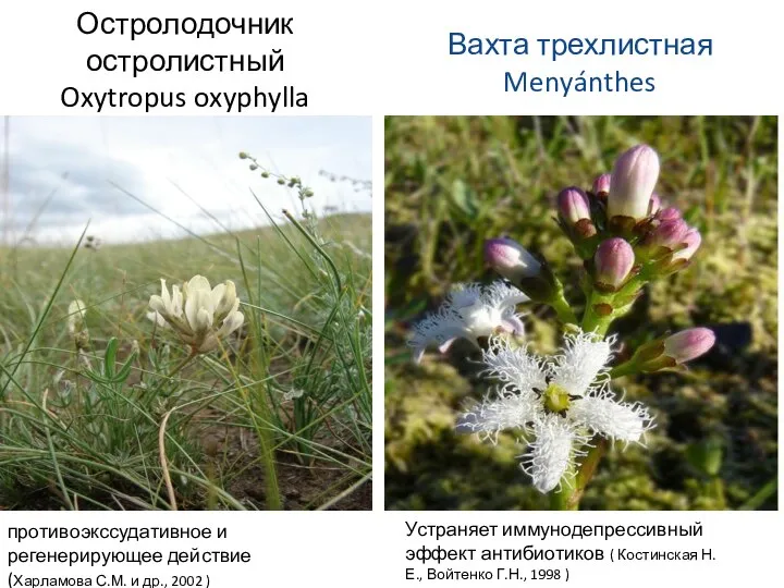 Остролодочник остролистный Oxytropus oxyphylla Вахта трехлистная Menyánthes противоэкссудативное и регенерирующее действие (Харламова