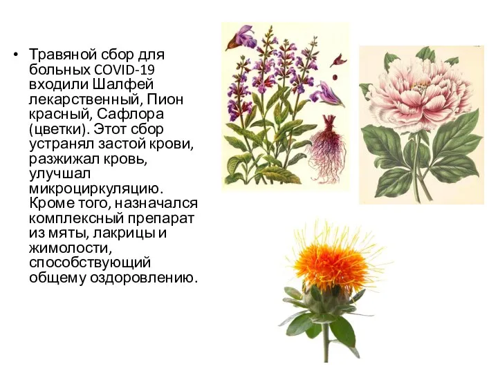 Травяной сбор для больных COVID-19 входили Шалфей лекарственный, Пион красный, Сафлора (цветки).