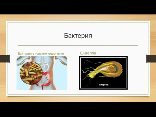 Бактерия Бактерия в толстом кишечнике Шигелла