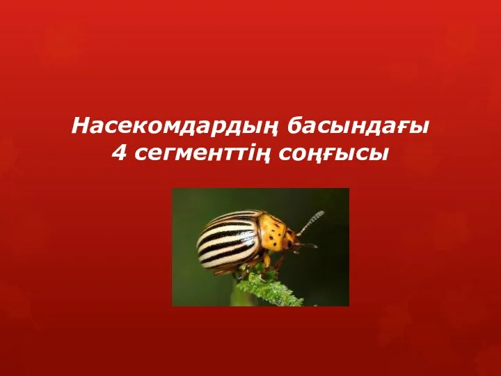 Насекомдардың басындағы 4 сегменттің соңғысы