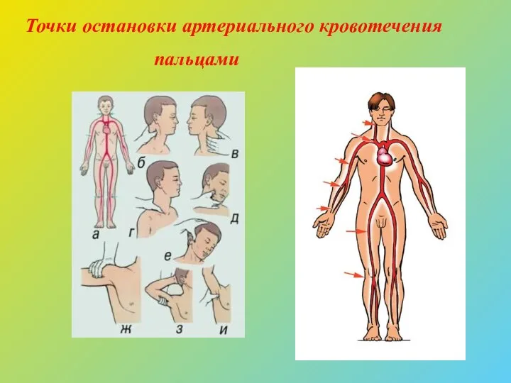 Точки остановки артериального кровотечения пальцами