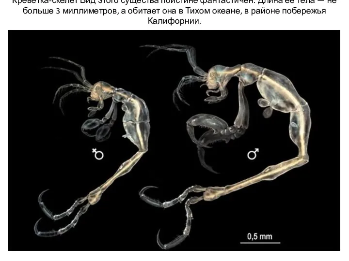 Креветка-скелет Вид этого существа поистине фантастичен. Длина ее тела — не больше